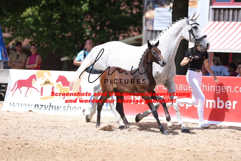 Fohlenschau_Schwäbisch_Hall_springbetonte_Fohlen_KN 33_1 | lmwpictures - Realisiert mit Pictrs.com