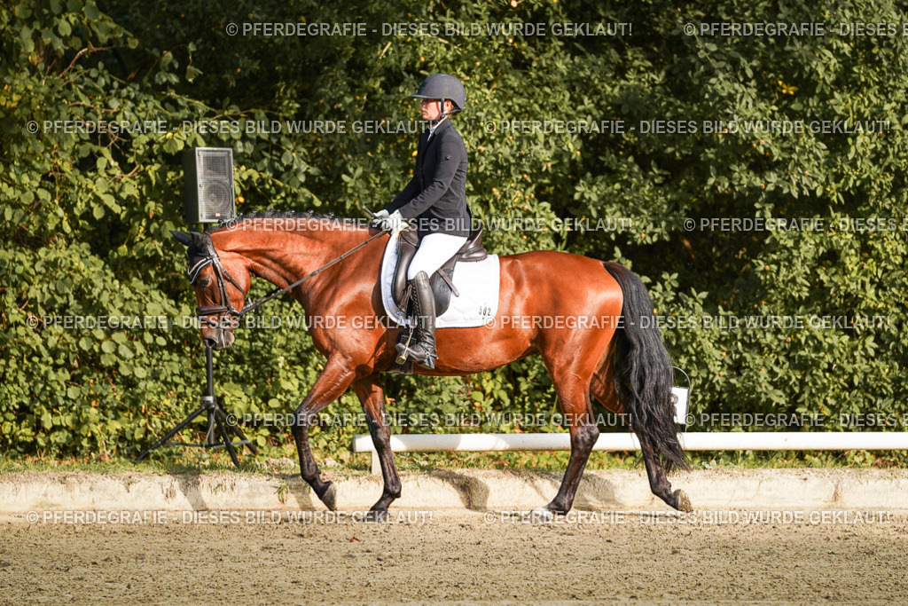 DSC04589 | Pferdegrafie