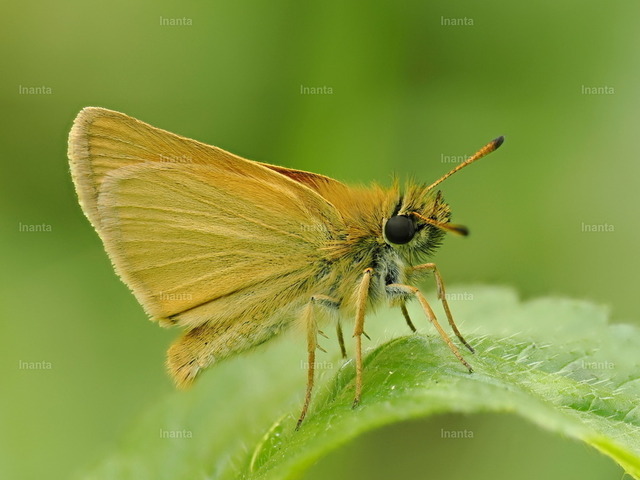 Rostfarbiger Dickkopffalter (Ochlodes sylvanus) | Inanta - Realisiert mit Pictrs.com