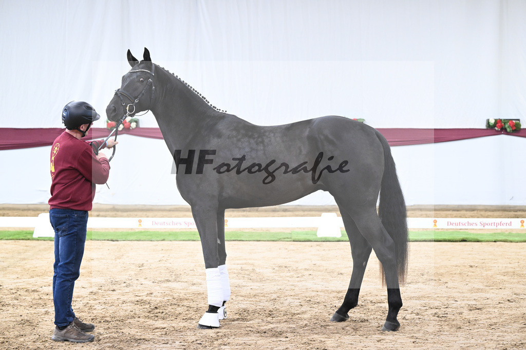 Kat-Nr. 29 Zackerey x L Espoir_Gestuet Greim_47253556 | hf-fotografie - Realisiert mit Pictrs.com