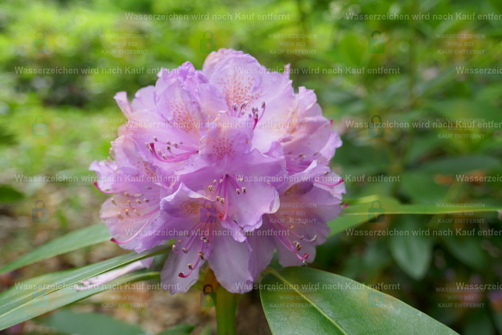 P1100879 | Fotoseite Wolkenblende - Das Hobby fotografieren begleitet mich schon  viele  Jahre. Auf den nächsten Seiten zeige ich ein paar Schnappschüsse der letzten Jahre und es kommen immer neue hinzu. Schau einfach mal rein. - Realisiert mit Pictrs.com