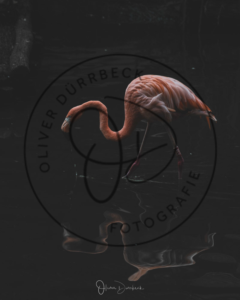 natur-tiere-04 | Shop für Kindergartenfotografie und andere Fotoprodukte von Oliver Dürrbeck Fotografie. - Realisiert mit Pictrs.com