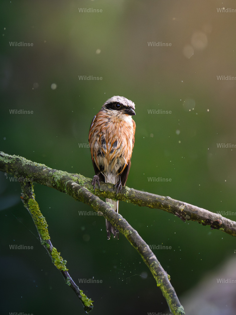 Wildlinse-250712-1 | Willkommen bei Wildlinse. Wildtierfotografien aus Schleswig-Holstein: Entdecke einzigartige Fine-Art-Prints und Poster, die Ruhe, Wildnis und die Schönheit unserer heimischen Tierwelt in dein Zuhause bringen. - Realisiert mit Pictrs.com