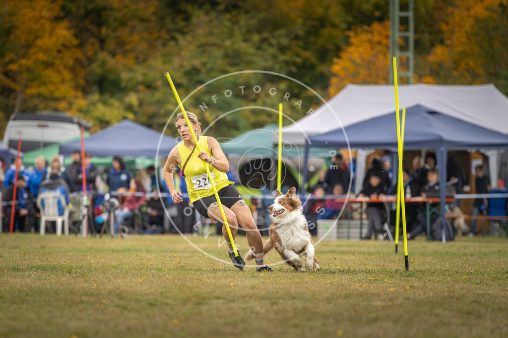 Pfotenfotografie_DV3A3694 | Hundefotografie, Tierfotograf, Pfotenfotografie, Fotoshooting Hund, Hunde Portrait, Hundesport, Hundeportraits, Heideshooting, Hunde, Sportfotograf, Hundefotograf, Turnierhundsport, THS,  - Realisiert mit Pictrs.com