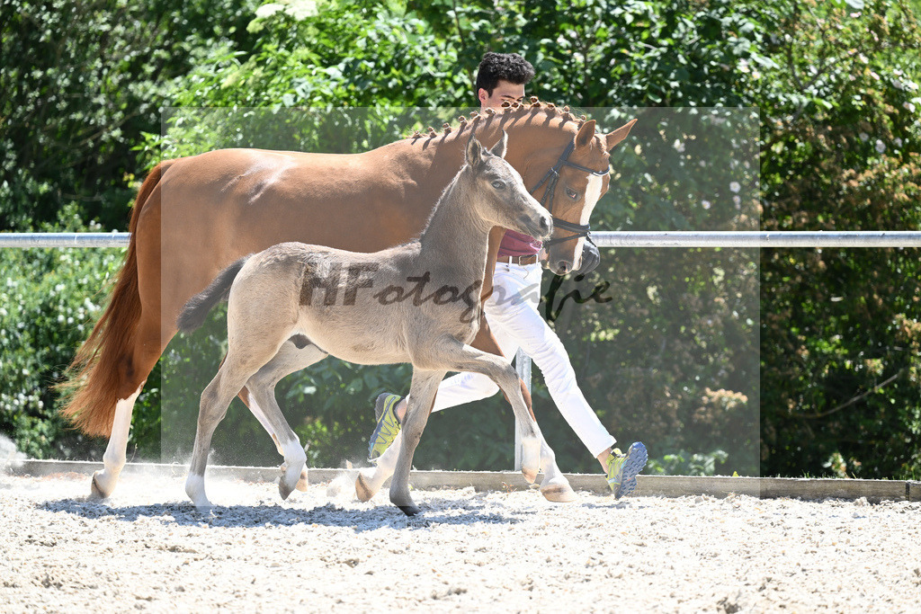 Kat-Nr. 22 HF Gold Garant_Koller_16230589 | hf-fotografie - Realisiert mit Pictrs.com