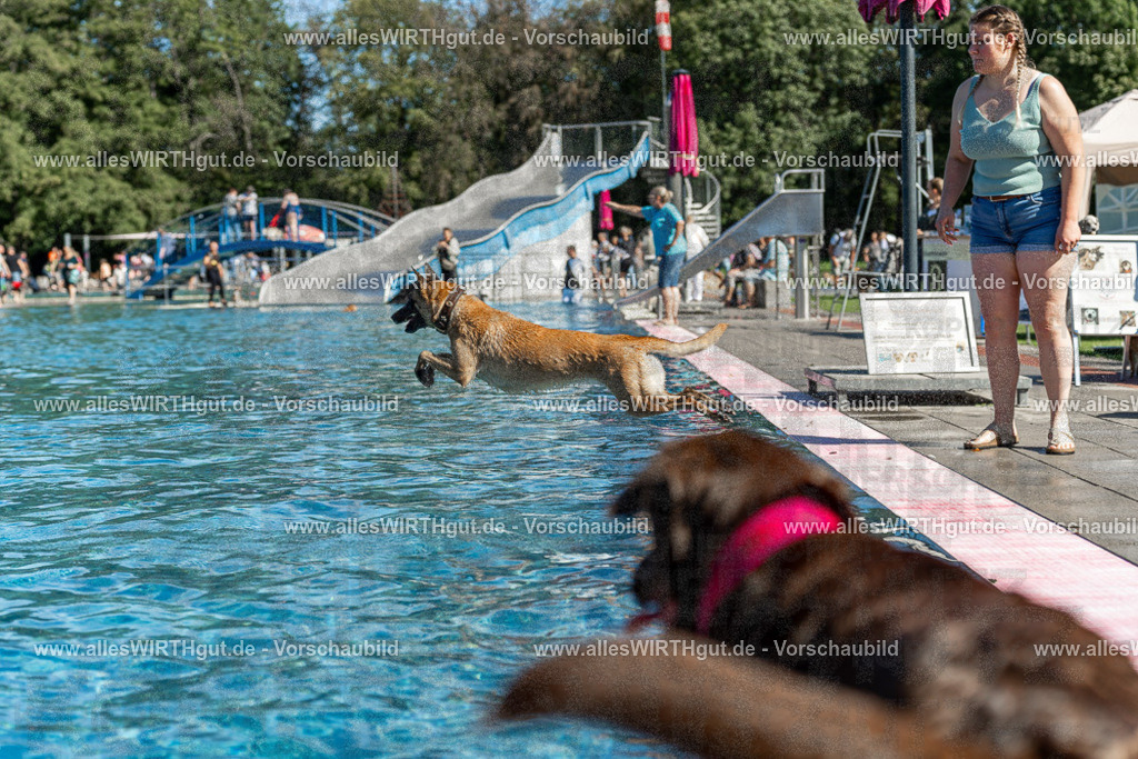 Hundeschwimmen_Volksbad_2026-allesWIRTHgut_Tierfotografie-2609061130-104004-7R509667 | Professionelle Tierfotografie in Mönchengladbach von Daniel Wirth (allesWIRTHgut). Liebevolle & natürliche Bilder von Hunden & Katzen für unvergessliche Erinnerungen.
