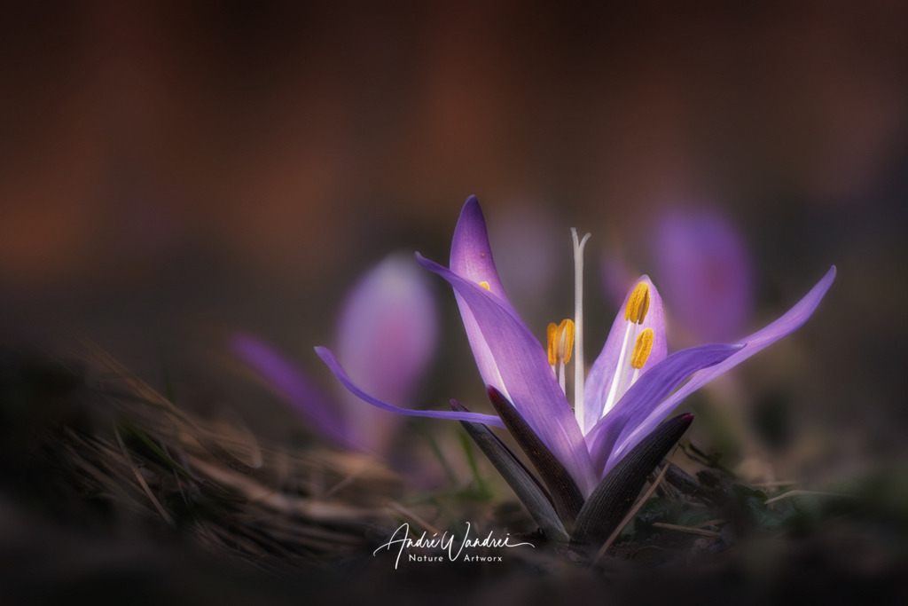 Lichtblume (3) | Andre Wandrei - Nature Artworx - Realisiert mit Pictrs.com