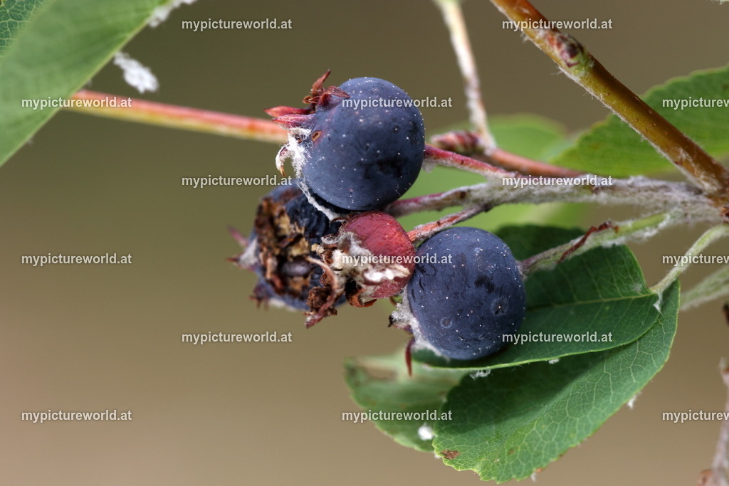 Gewöhnliche Felsenbirne-006 | Das Bilderarchiv über Tiere, Planzen und Landschaften. In der Bilddatenbank finden Sie ein große Auswahl an hochwertigen Bilder für Ihre Werbung - Realisiert mit Pictrs.com