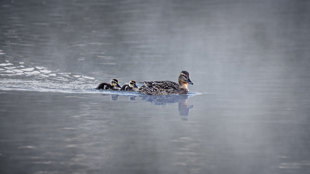 Z72_1306-2 | Freier Fotograf aus Itzehoe. Kontakt via instagram.com/f0t0kunst/ - Realisiert mit Pictrs.com