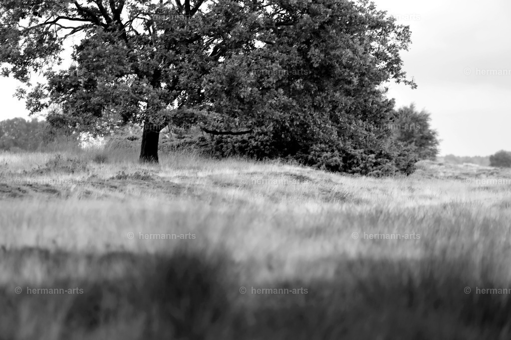 Trees_fine_Art_0046 | Photo Foto Kunst Art schwarzweiss Bilder Rheine Münster Berlin Blumen 