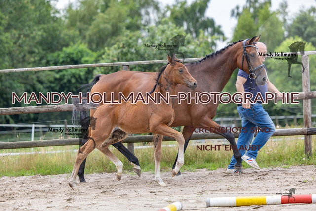 Hexenberg-218 | mandyhollmannphotographie