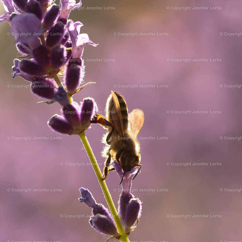 Honigbiene im Lavendel | Kreative Naturaufnahmen als hochwertige Druckprodukte kaufen. - Realisiert mit Pictrs.com