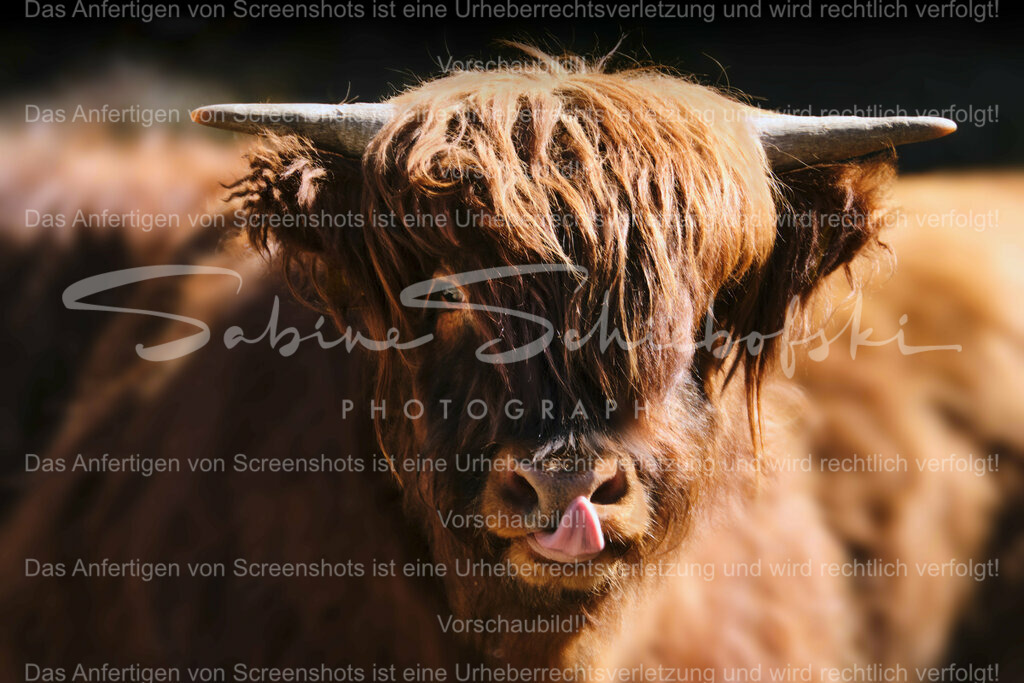 Wandbild Highlander "Bähhhh" | People- und Tierfotografie, Imageaufnahmen, Veranstaltungsfotografie und Wandbilder aus der Natur ★ Made in Germany ✔️ Druck + Downloads ✔️ Naturfotografie in Top Qualität ★ schneller Versand, weltweite Lieferung! - Realisiert mit Pictrs.com