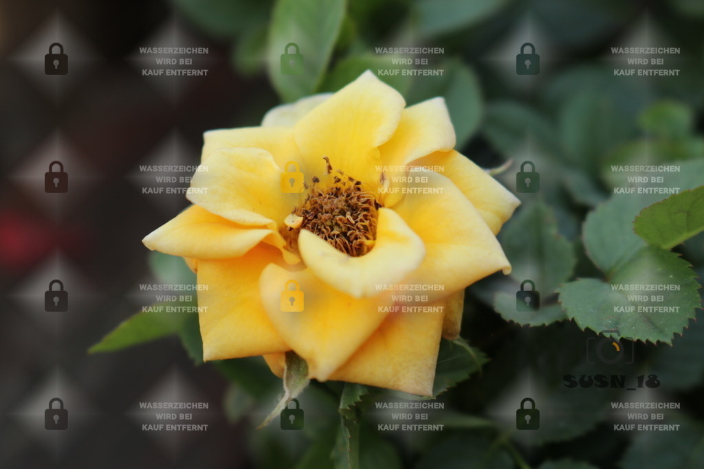 20180724172017_IMG_0025 | susn_18 - Realisiert mit Pictrs.com