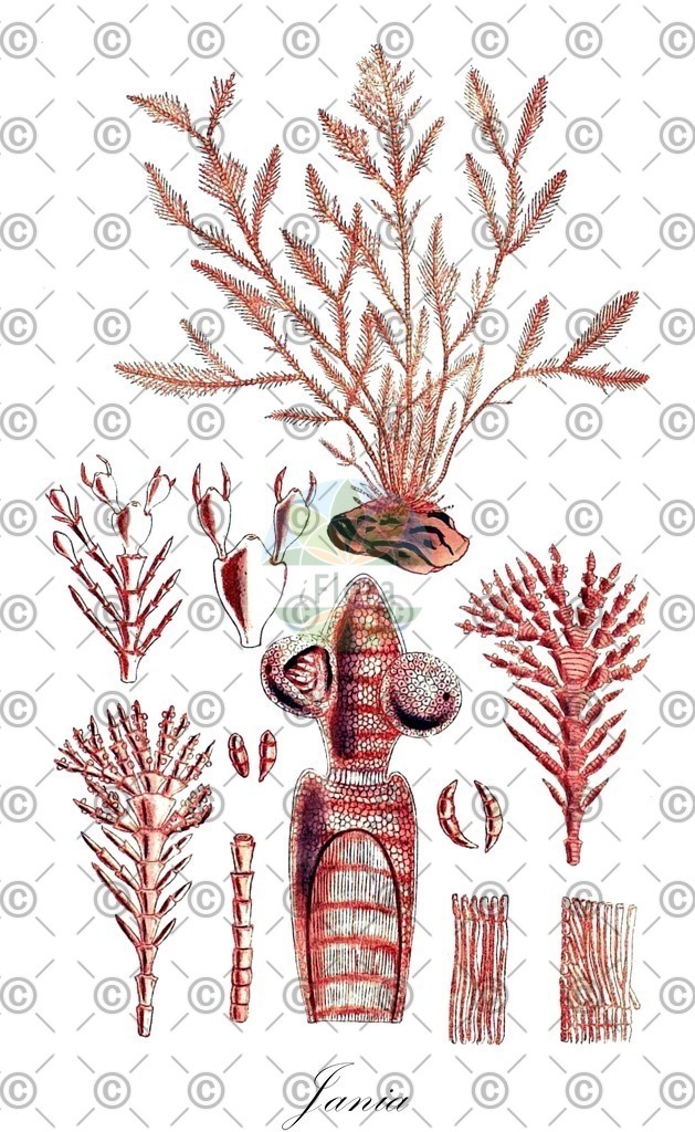 HistAbb_wfo-0000354890_1_ENZY_Simple | Historische Abbildung von Jania - Corallinaceae (0) | Historical Illustration of Jania - Corallinaceae (0)