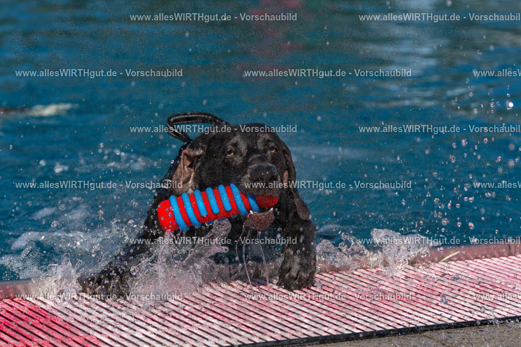 Hundeschwimmen_Volksbad_2026-allesWIRTHgut_Tierfotografie-2609061137-FAY06269 | Professionelle Tierfotografie in Mönchengladbach von Daniel Wirth (allesWIRTHgut). Liebevolle & natürliche Bilder von Hunden & Katzen für unvergessliche Erinnerungen.
