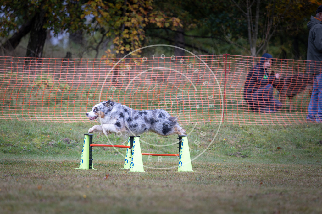 Pfotenfotografie_DV3A0469 | Hundefotografie, Tierfotograf, Pfotenfotografie, Fotoshooting Hund, Hunde Portrait, Hundesport, Hundeportraits, Heideshooting, Hunde, Sportfotograf, Hundefotograf, Turnierhundsport, THS,  - Realisiert mit Pictrs.com