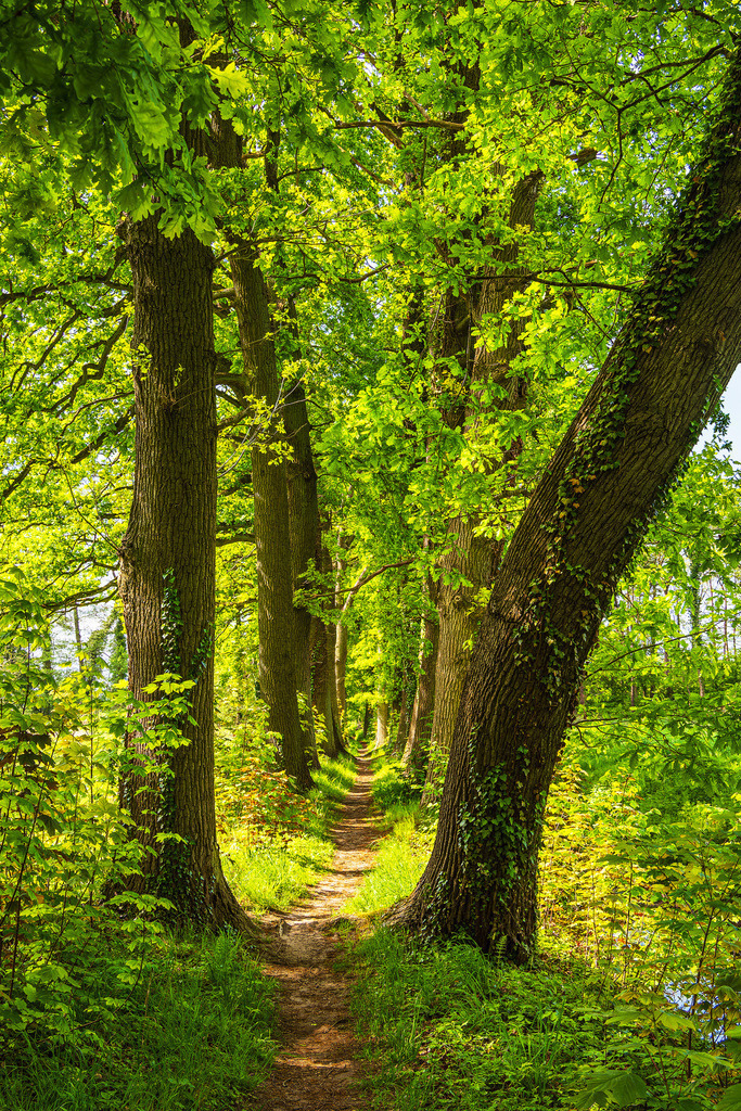 Wanderweg zwischen Bäumen auf der Insel Usedom | Wanderweg zwischen Bäumen auf der Insel Usedom.