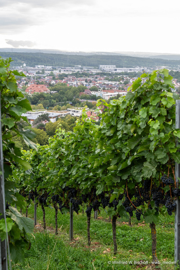 _DSC1517 | <Fotografie> <Video> <Film> <Winfried Bischoff> - Realisiert mit Pictrs.com