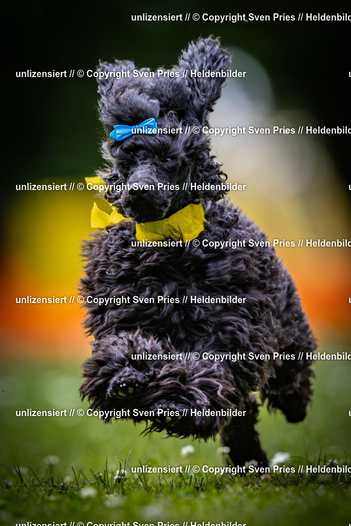 Sven Pries | 2025-05-29 - Pudelrennen KA-Durlach - Realisiert mit Pictrs.com