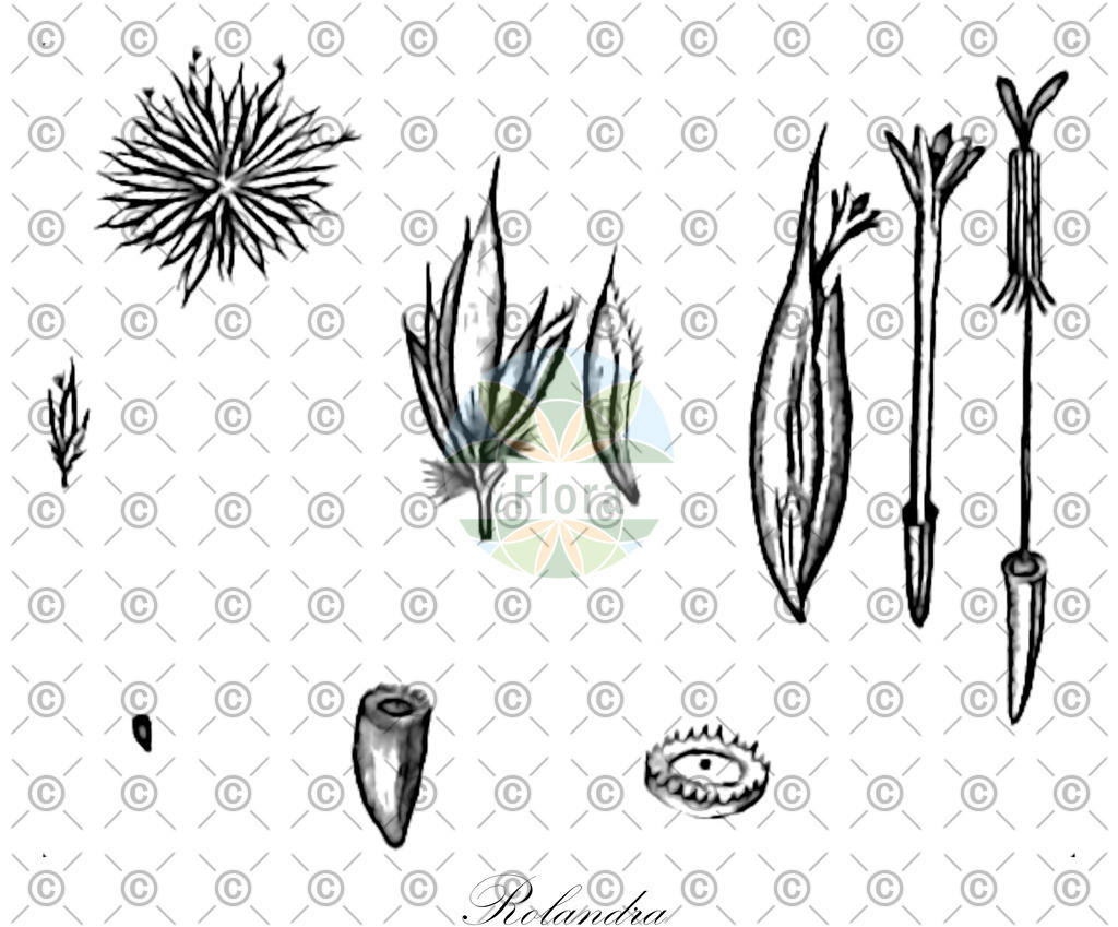 HistAbb_wfo-0000119484_1_ENZY_Simple | Historische Abbildung von Rolandra - Asteraceae | Historical Illustration of Rolandra - Asteraceae