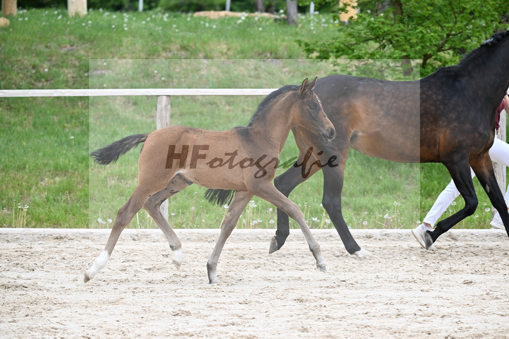 Kat-Nr. 17 SF Feliciano x Rubin Royal OLD_Haegler_24260612 | hf-fotografie - Realisiert mit Pictrs.com