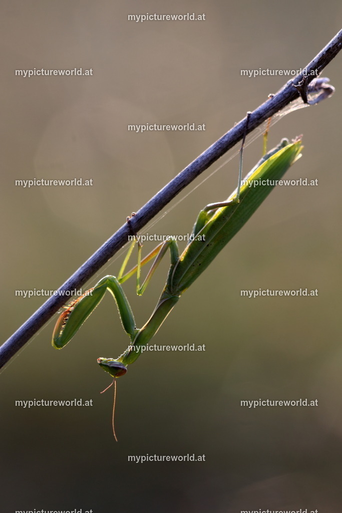 Gottesanbeterin-158 | Das Bilderarchiv über Tiere, Planzen und Landschaften. In der Bilddatenbank finden Sie ein große Auswahl an hochwertigen Bilder für Ihre Werbung - Realisiert mit Pictrs.com