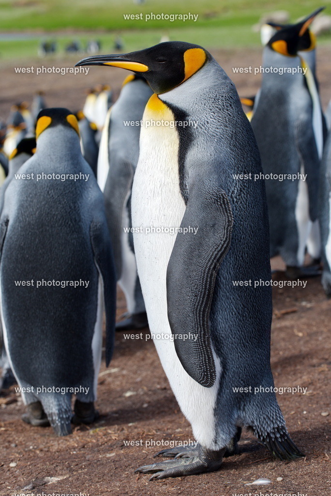 King Penguin 6 VRP - FLK 2014 | west photography - Realisiert mit Pictrs.com