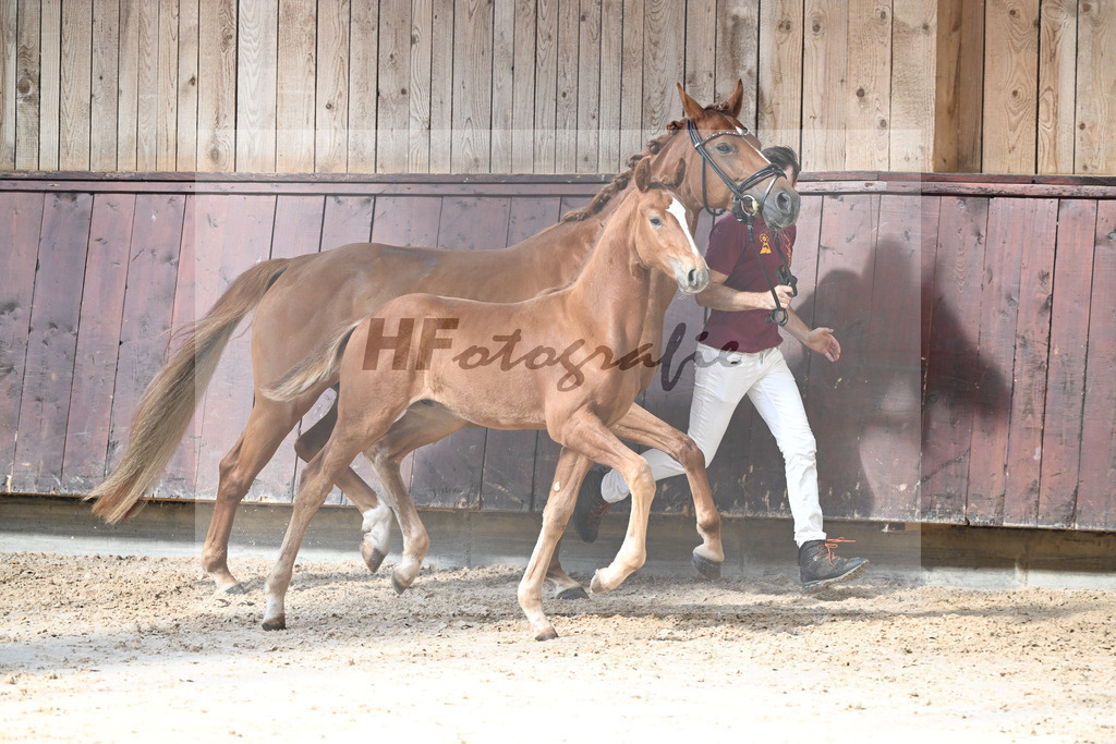 Kat-Nr. 10 Va Bene x Escolar_HF_Reisacher_25250361 | hf-fotografie - Realisiert mit Pictrs.com