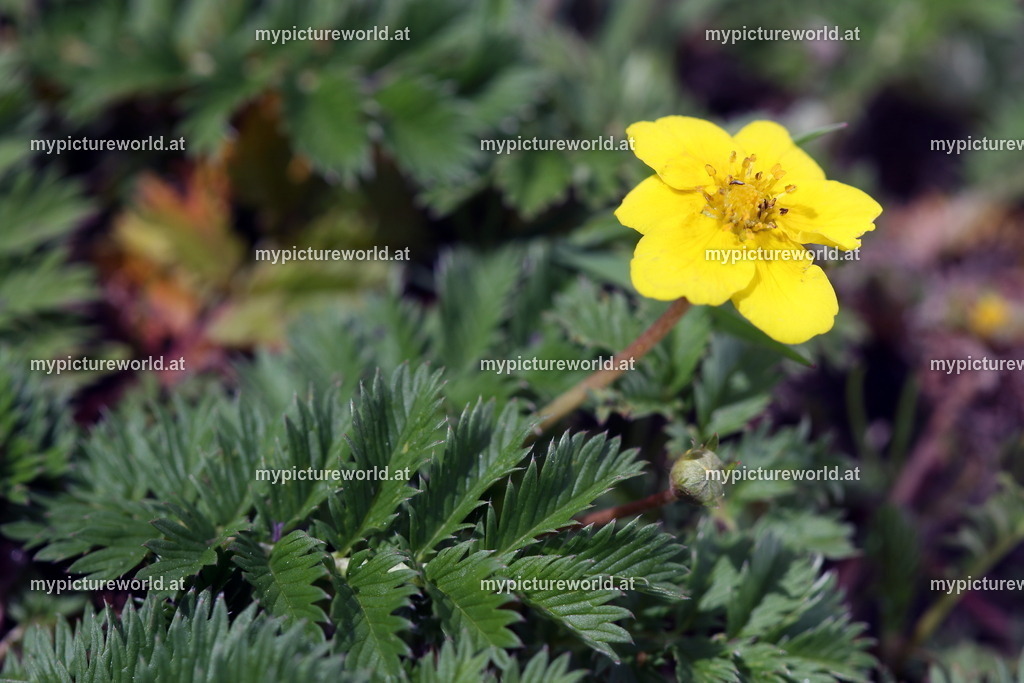 Gänsefingerkraut-003 | Das Bilderarchiv über Tiere, Planzen und Landschaften. In der Bilddatenbank finden Sie ein große Auswahl an hochwertigen Bilder für Ihre Werbung - Realisiert mit Pictrs.com
