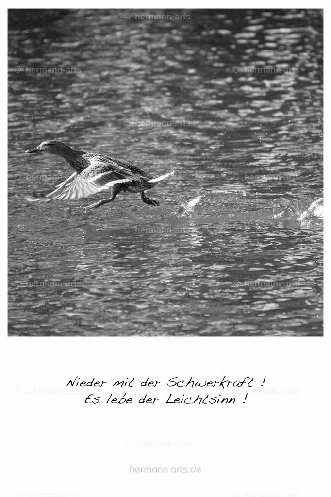 PK_Zitate_10x15_BW-147 | Photo Foto Kunst Art schwarzweiss Bilder Rheine Münster Berlin Blumen 