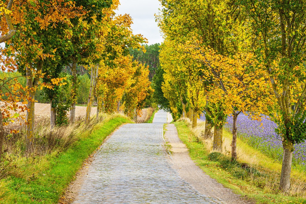 Herbstlich gefärbte Bäume und Straße im Herbst nahe Warin | Herbstlich gefärbte Bäume und Straße im Herbst nahe Warin.