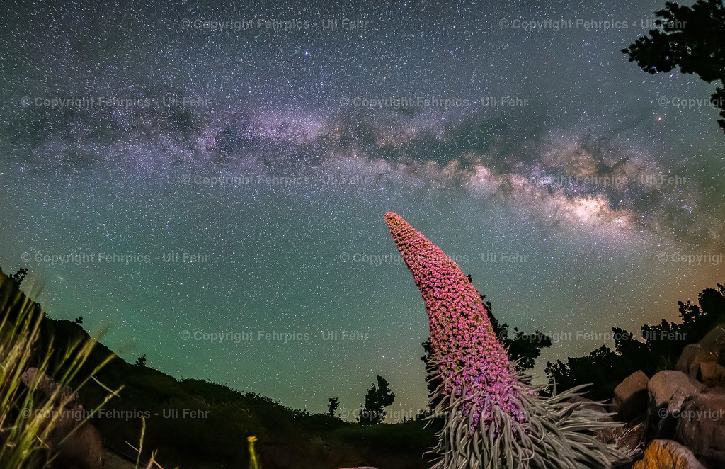 Tajinaste under the milky way - La Palma | Fehrpics - hochwertige Fotoprodukte rund um Landschaft, Natur, Sterne & Milchstraße. - Realisiert mit Pictrs.com