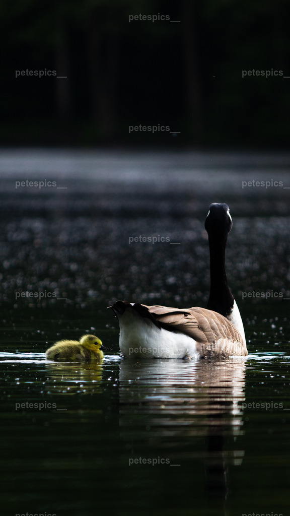 IMG_0715 | petespics