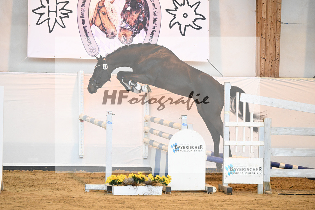 Kat-Nr. 21 v. Quasimodo Z_Baertschi_2230479 | hf-fotografie - Realisiert mit Pictrs.com