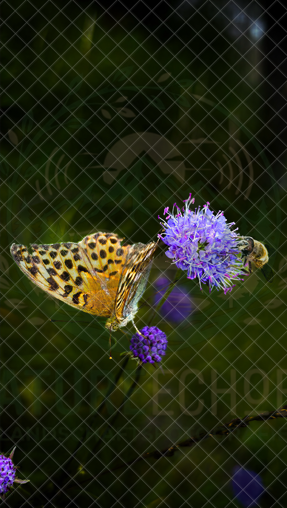 Butterfly and Bee | Wir bieten diverse Fotodrucke und Produkte entweder bereits vorgefertigter und selbstgeschossener Motive, sowie auch die Möglichkeit eigene Motive auf diverse Foto- und Wandbildartikel zu drucken. Eigene Uploads finden Sie im Warenkorb oder am unteren End - Realisiert mit Pictrs.com