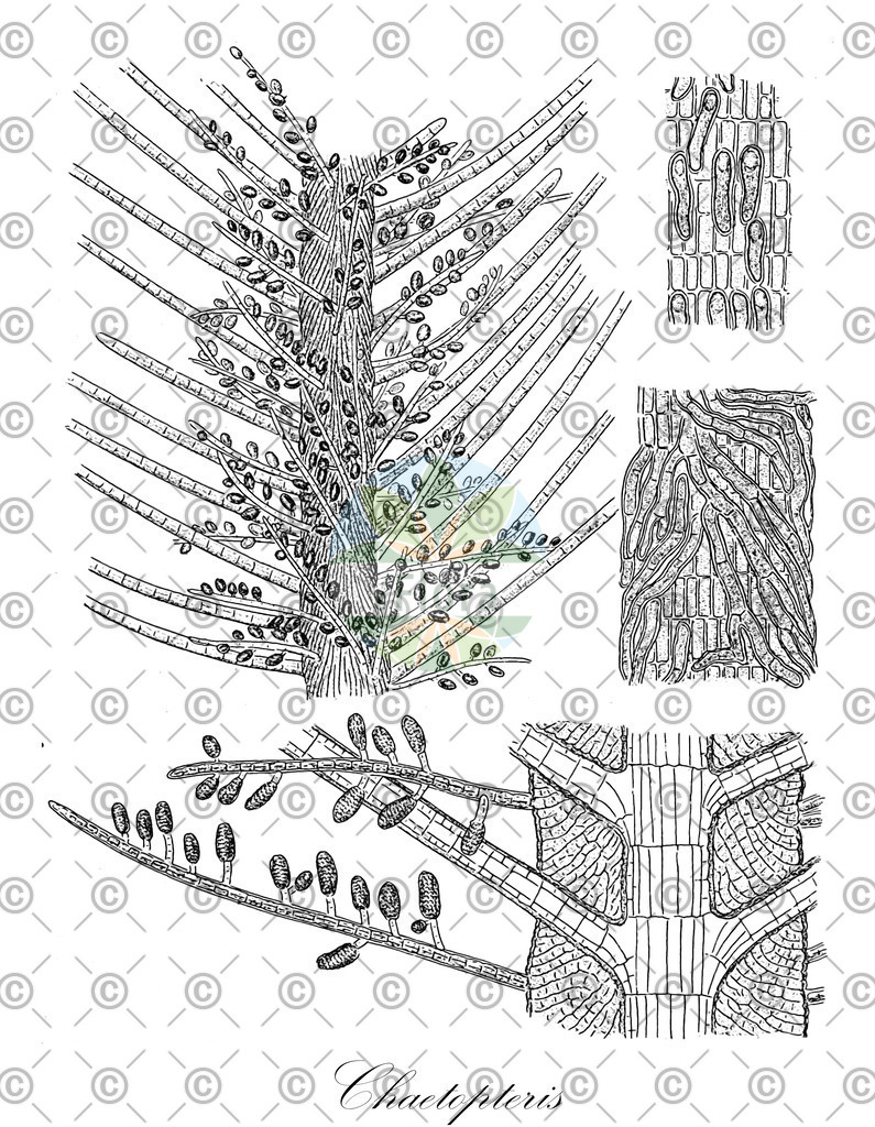 HistAbb_3LRV_1_ENZY_Simple | Historische Abbildung von Chaetopteris - Sphacelariaceae (0) | Historical Illustration of Chaetopteris - Sphacelariaceae (0)