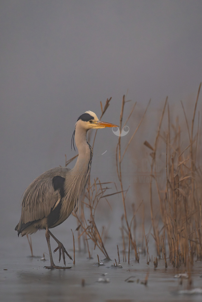 R5M29194_20251228-2 | Ein Graureiher (Ardea cinerea) steht im Hochformat im flachen, teilweise gefrorenen Wasser am Rande eines Schilfgürtels. Der Vogel ist im Profil zu sehen, blickt nach rechts und hat seinen langen Hals leicht gekrümmt. Sein Gefieder ist überwiegend grau, mit schwarzen Akzenten am Kopf und an den Flügeln. Der Schnabel ist leuchtend orange-gelb. Im Hintergrund ist eine neblige, graue Wasserfläche und braunes, trockenes Schilf zu erkennen, das aus dem Wasser ragt. Die Atmosphäre wirkt ruhig und kühl. - Realisiert mit Pictrs.com