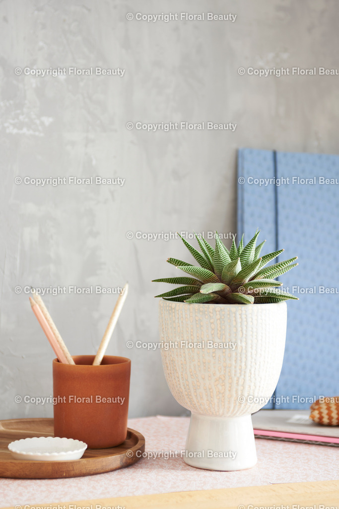 Haworthia auf Kommode | Haworthia auf Kommode mit Bleistifen vor Betonwand - Realisiert mit Pictrs.com