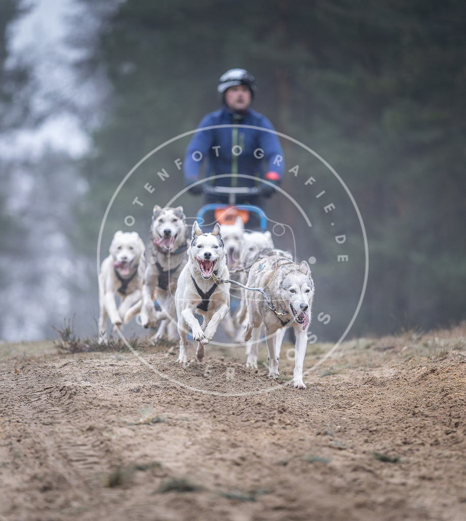 Pfotenfotografie_DV3A0206 | Hundefotografie, Tierfotograf, Pfotenfotografie, Fotoshooting Hund, Hunde Portrait, Hundesport, Hundeportraits, Heideshooting, Hunde, Sportfotograf, Hundefotograf, Turnierhundsport, THS,  - Realisiert mit Pictrs.com