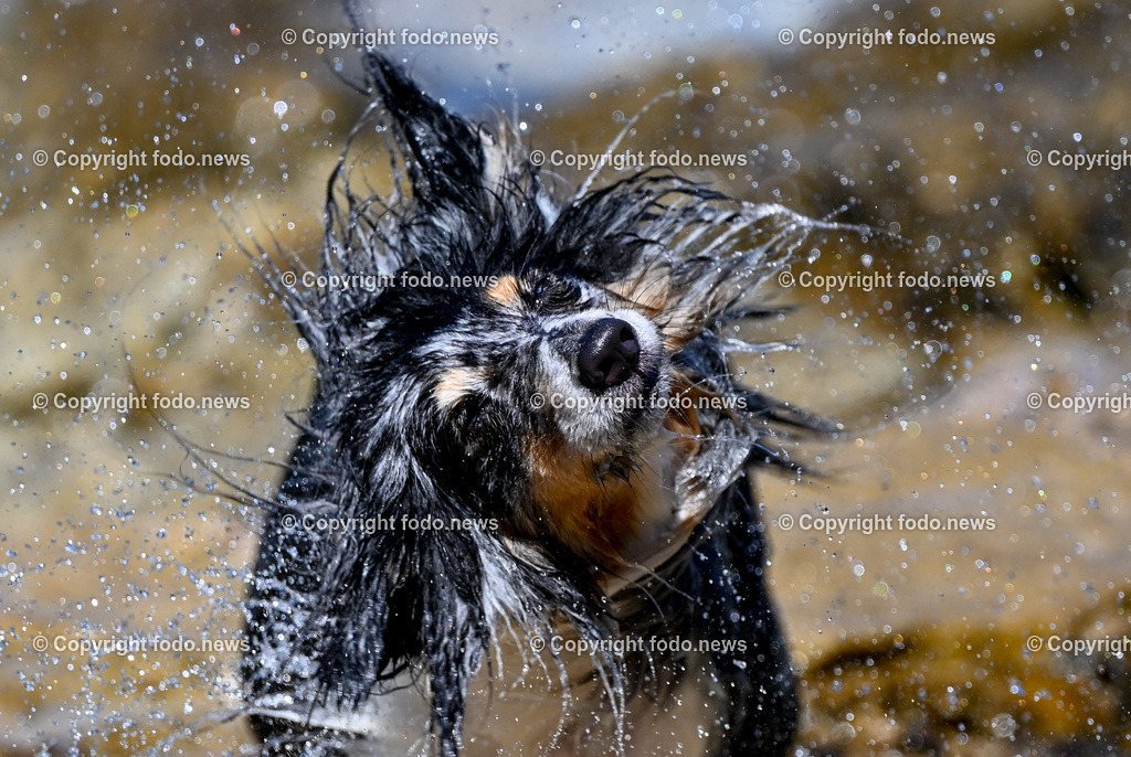 Kroatien_ Brac_ Insel in Dalmatien_ Milna_ 18.07.2025-40 | 18.07.2025, Kroatien, HRV, Brac, Insel in Dalmatien, Milna im Bild Themenbild, Hund, Hunde, Strand, Felsen, Urlaub, Urlaub mit Hund am Meer, Meer, Adria, Tourismus, Salzwasser, Feature, Symbolbild