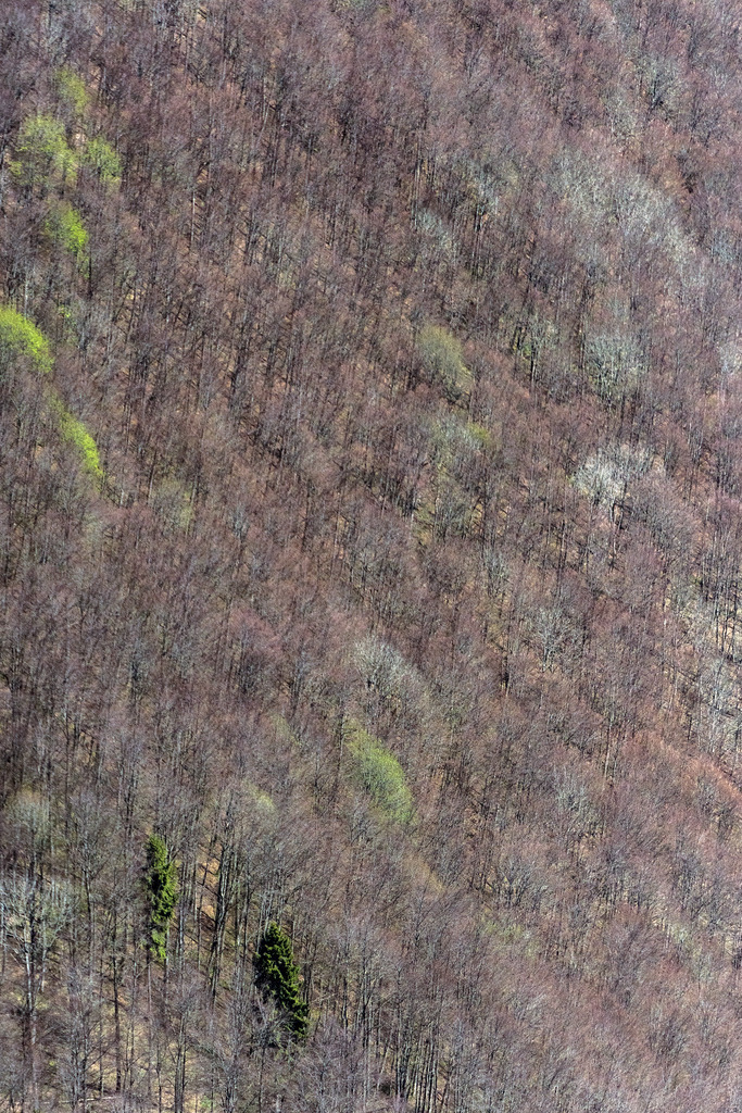 dr__0011900.jpg | BAD URACH 10.05.2017 Baumspitzen in einem Waldgebiet in Bad Urach im Bundesland Baden-Württemberg, Deutschland. // Treetops in a wooded area in Bad Urach in the state Baden-Wuerttemberg, Germany. Foto: Daniel Reiter