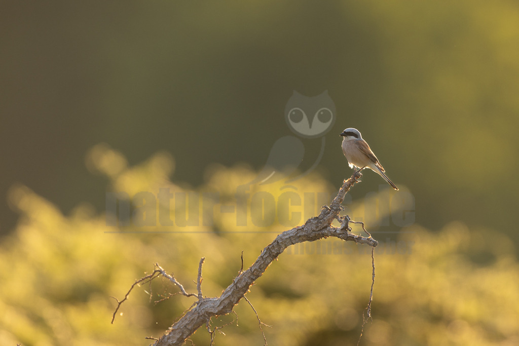 R5NF1907-20230625 | Der Neuntöter oder Rotrückenwürger ist eine Vogelart aus der Familie der Würger und in Mitteleuropa die häufigste Würgerart. Er ist vor allem durch sein Verhalten bekannt, Beutetiere auf Dornen aufzuspießen. Zu seiner Nahrung zählen vorwiegend Großinsekten, aber auch kleine Säugetiere und Vögel. - Realisiert mit Pictrs.com