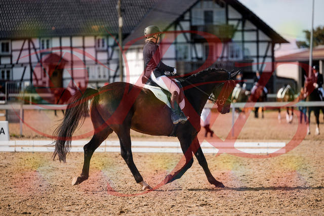 2026_10_03_Siefer-Hof_133433_Z63_92983522 | Professionelle Reitsport-, Turnier- und Eventfotografie von Robert Broda. Galerien mit ausgewählten und bearbeiteten Bildern direkt online ansehen und bestellen.
