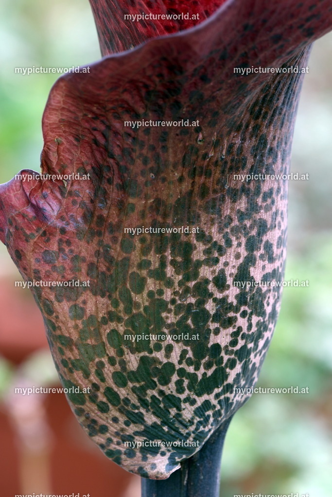 Teufelszunge-003 | Das Bilderarchiv über Tiere, Planzen und Landschaften. In der Bilddatenbank finden Sie ein große Auswahl an hochwertigen Bilder für Ihre Werbung - Realisiert mit Pictrs.com