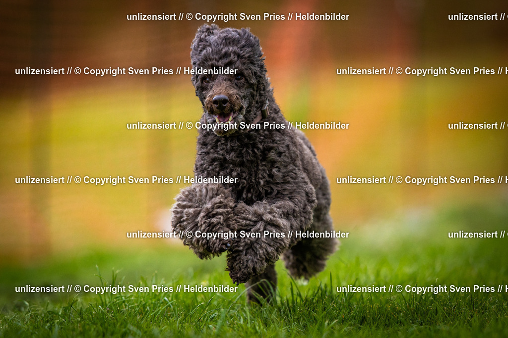 Sven Pries | 2025-04-13 - Hunderennen Baden-Baden - Realisiert mit Pictrs.com