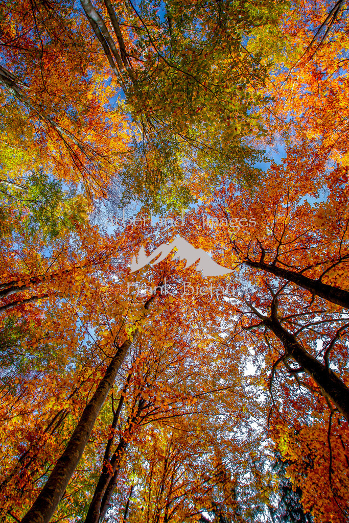 _93T9771 | Herbstwald