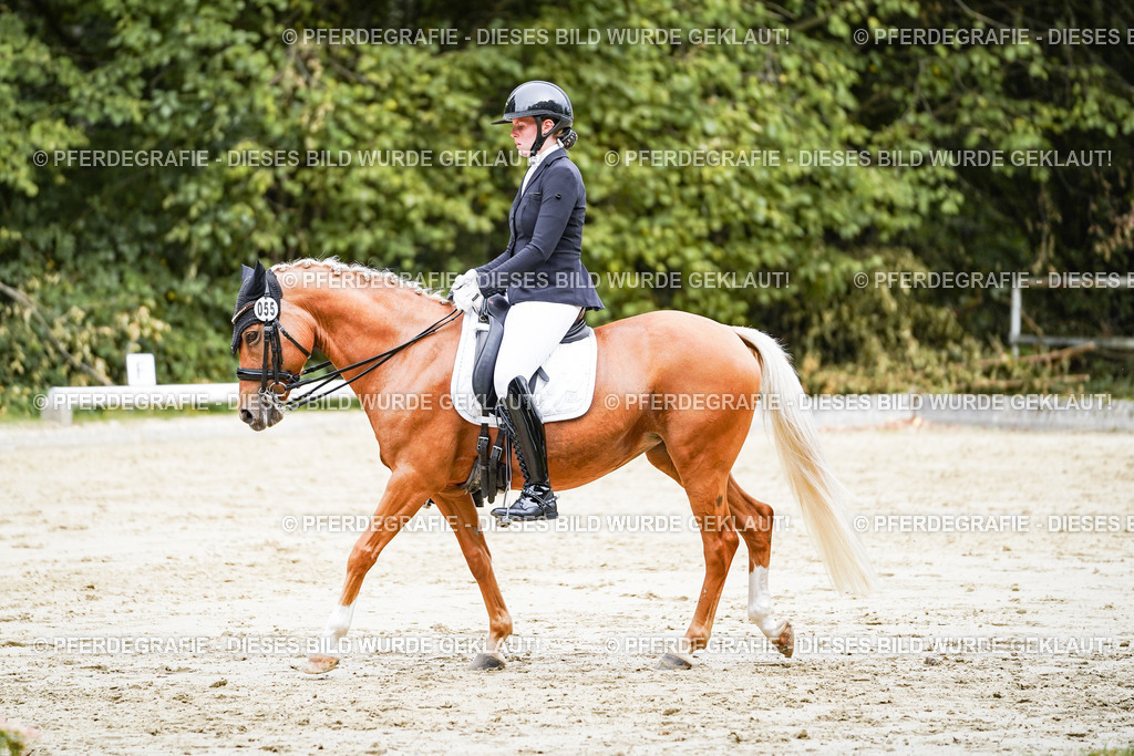 DSC04137 | Pferdegrafie