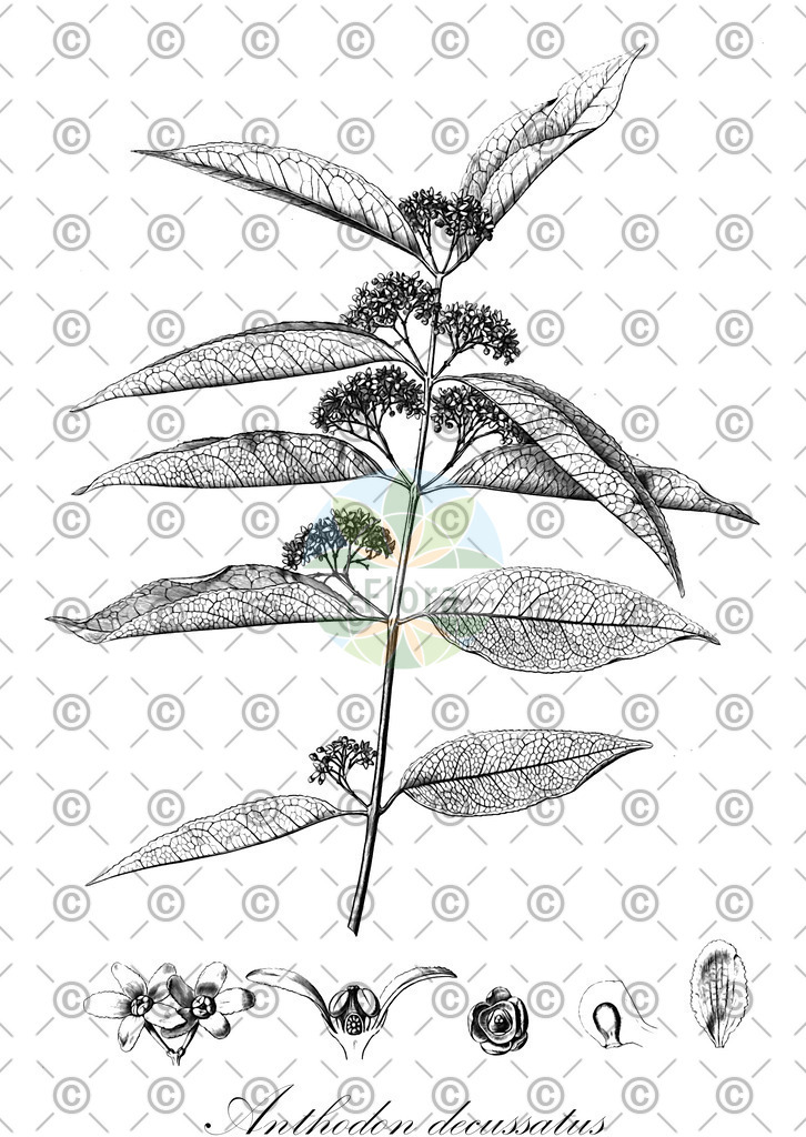HistAbb_wfo-0000219340_1_ENZY_Simple | Historische Abbildung von Anthodon decussatus - Celastraceae | Historical Illustration of Anthodon decussatus - Celastraceae