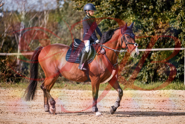 2026_10_03_Siefer-Hof_143729_Z81_06132690 | Professionelle Reitsport-, Turnier- und Eventfotografie von Robert Broda. Galerien mit ausgewählten und bearbeiteten Bildern direkt online ansehen und bestellen.